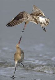 ..::Bar-tailed Godwit::..